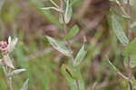 Rosy camphorweed